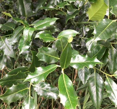 Shade Tolerant, either wood